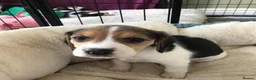 Beagle dogs for sale: Healthy Beagle puppies in Plymouth - Advert 1