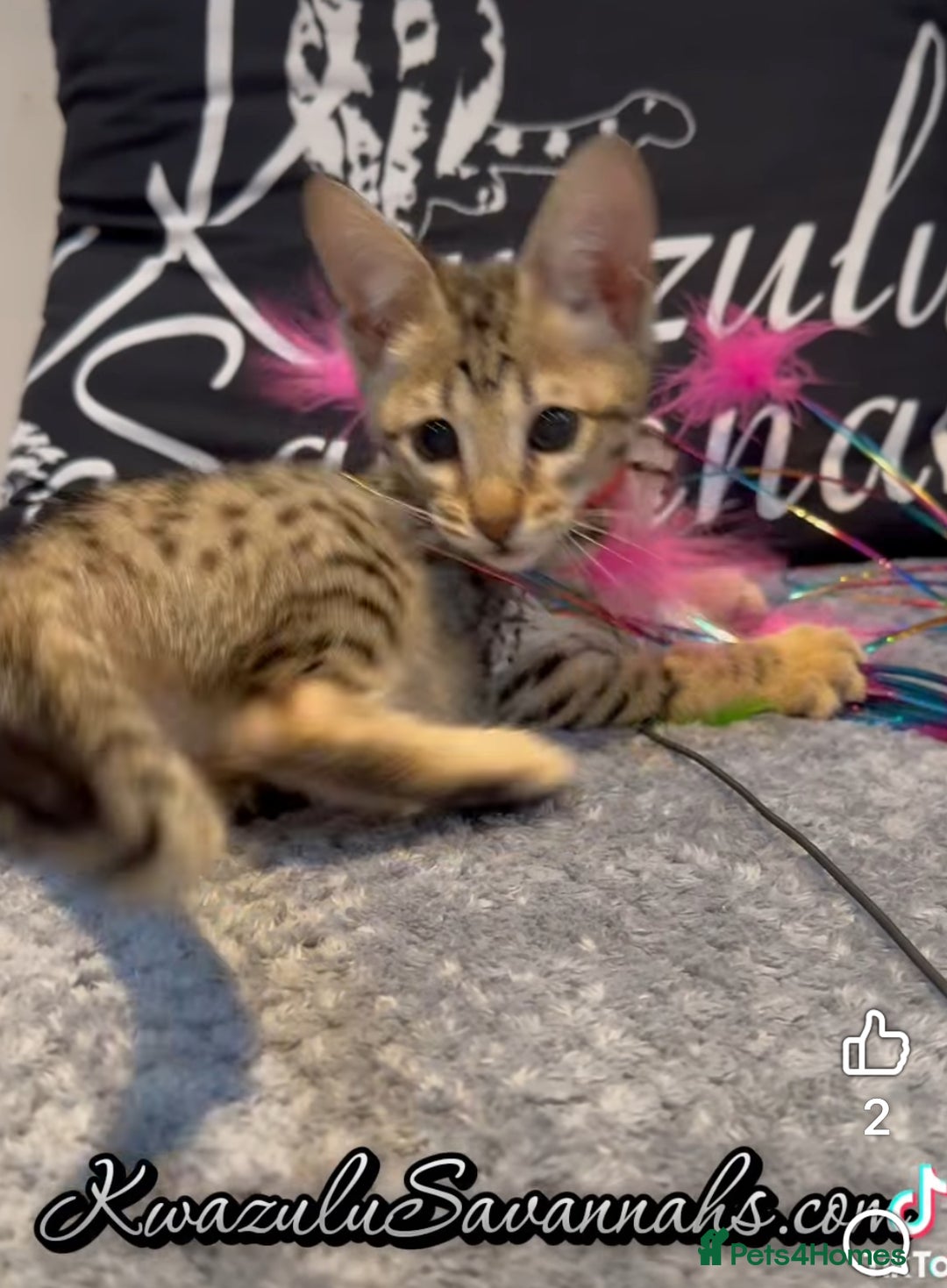 Savannah cats for sale: 12 Weeks Old 5*! -Exceptional Quality Tica Registr - Advert 30