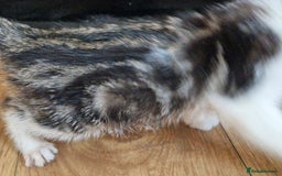 Mixed Breed cats for sale: ready to go - Image 4