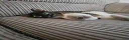 Mixed Breed cats for sale: 2 bonded kittens for sale in Stanley - Advert 7