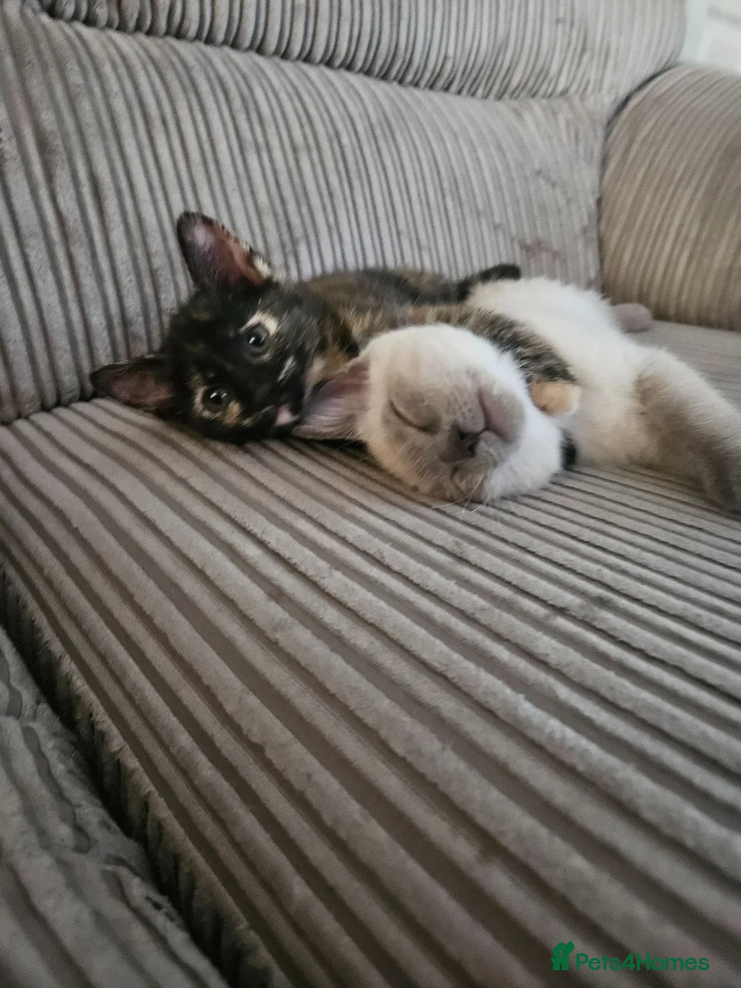 Mixed Breed cats for sale: 2 bonded kittens for sale in Stanley - Advert 7