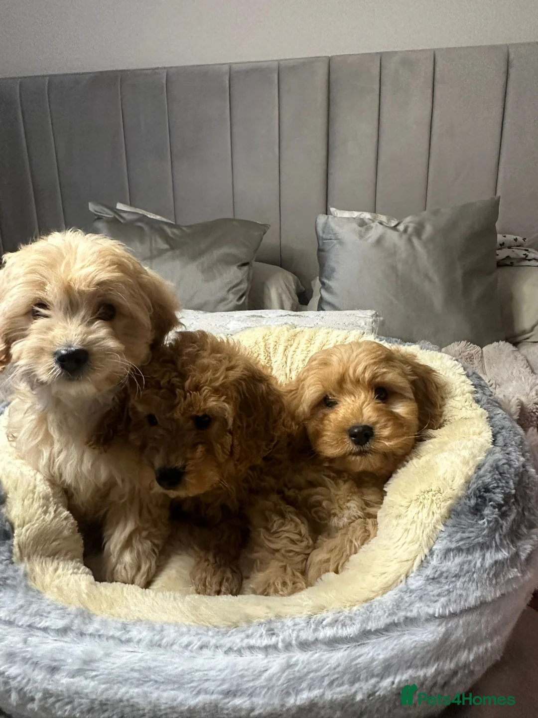 Cavapoo dogs for sale: Cavapoo puppies  - Advert 6