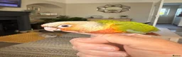 Conures birds for sale: Silly tame hand reared Green cheeked conures  in Wellingborough - Advert 6
