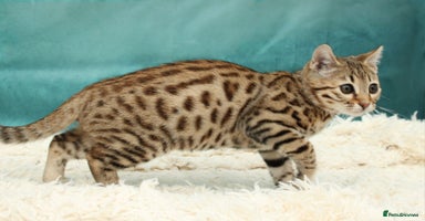 Bengal cats - Advert 6