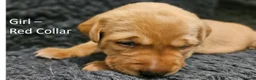 Labrador Retriever dogs for sale: Red Fox Labs : Health Checked-KC Reg-FTCH Pedigree - Advert 11