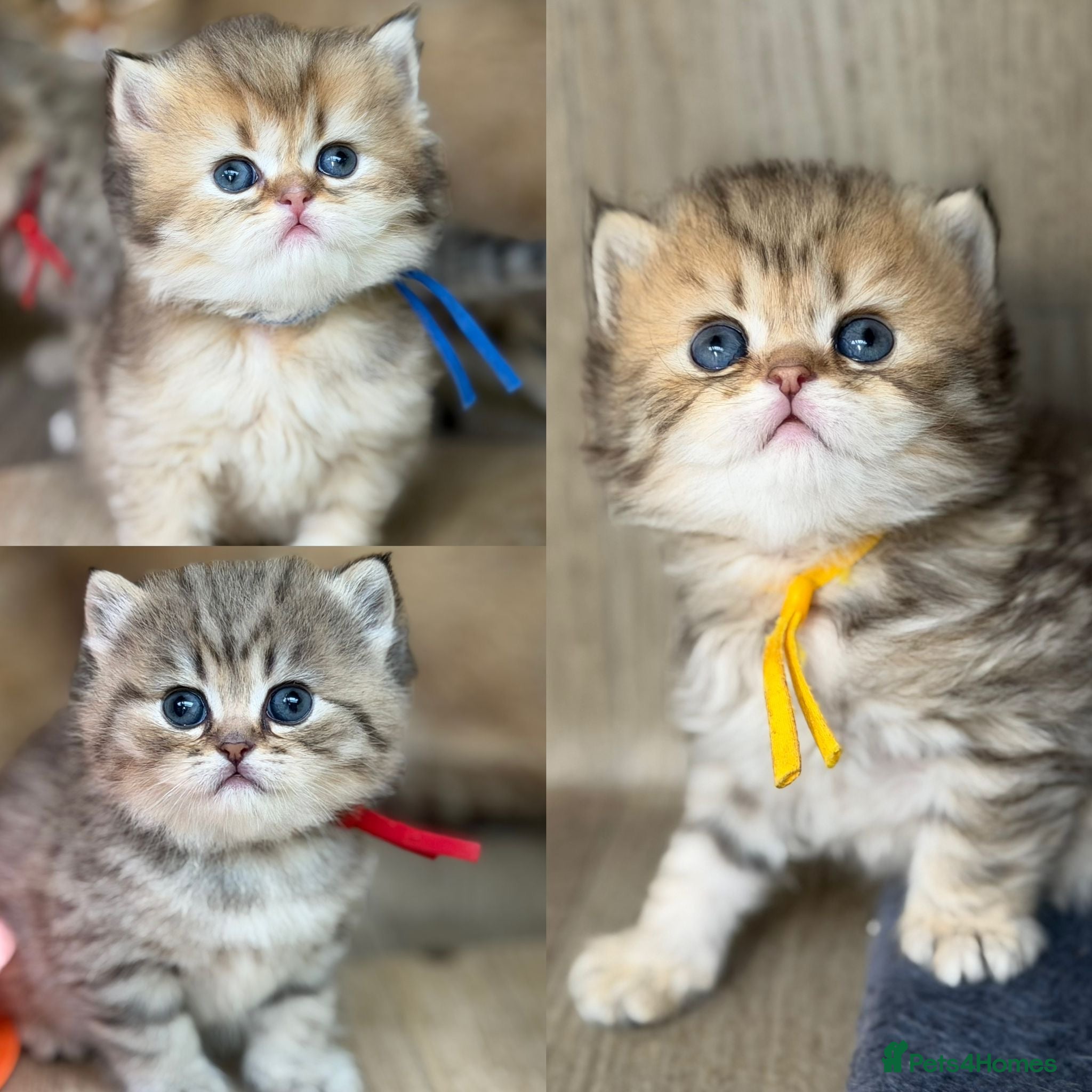 British Longhair cats ⭐️GORGEOUS BRITISH LONGHAIR KITTENS ⭐️ - Advert 2