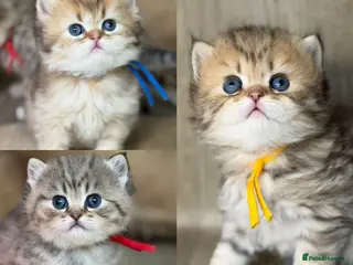 British Longhair cats ⭐️GORGEOUS BRITISH LONGHAIR KITTENS ⭐️ - Advert 4