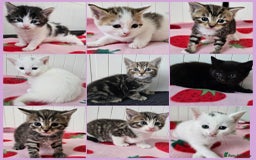 Mixed Breed cats for sale: Two beautiful litters of kittens😻🐱😹 - Image 1