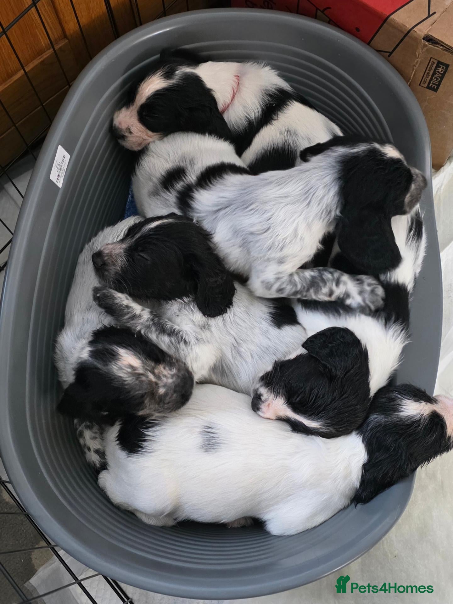 Sprocker dogs F2 Sprocker Litter , 5 boys 2 girls - Advert 8