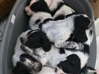Sprocker dogs F2 Sprocker Litter , 5 boys 2 girls - Advert 1