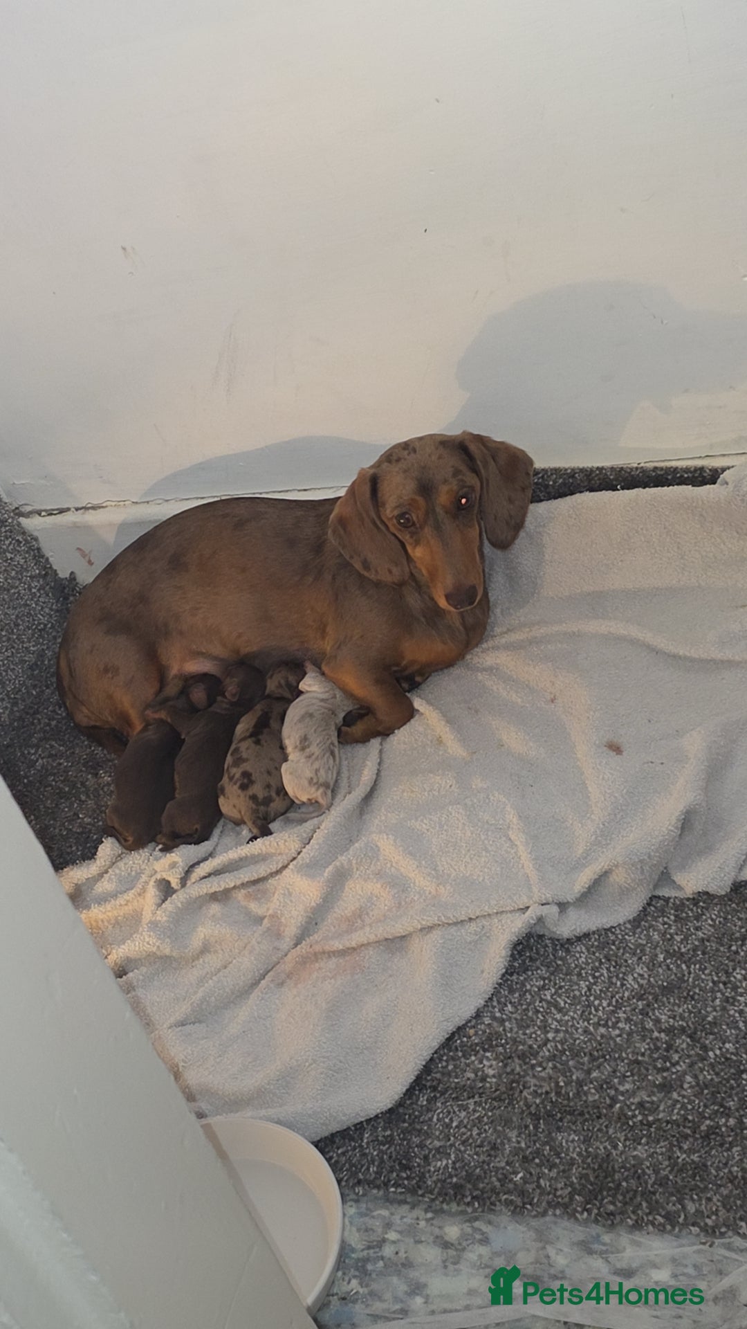 Miniature Dachshund dogs for sale: Miniature dachshund Puppies - Advert 35