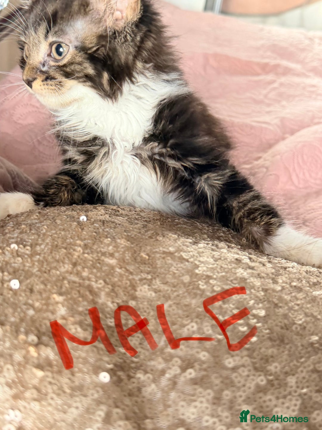 British Shorthair cats for sale: Purr-fect  **  Kittens Ready for new home - Advert 27