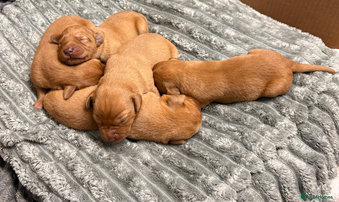 Labrador Retriever dogs for sale: Beautiful KC registered Fox Red Labrador Puppies - Image 7