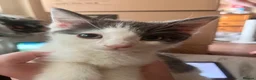 Mixed Breed cats for sale: 4 beautiful baby kittens - Advert 7