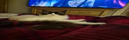 Ragdoll cats for sale: Male ragdoll  - Advert 4