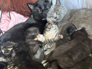 British Shorthair cats British short hair cross kittens - Advert 1