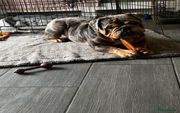 English Bulldog dogs for sale: Blue tan Merle 5 years old English billdog - Image 3