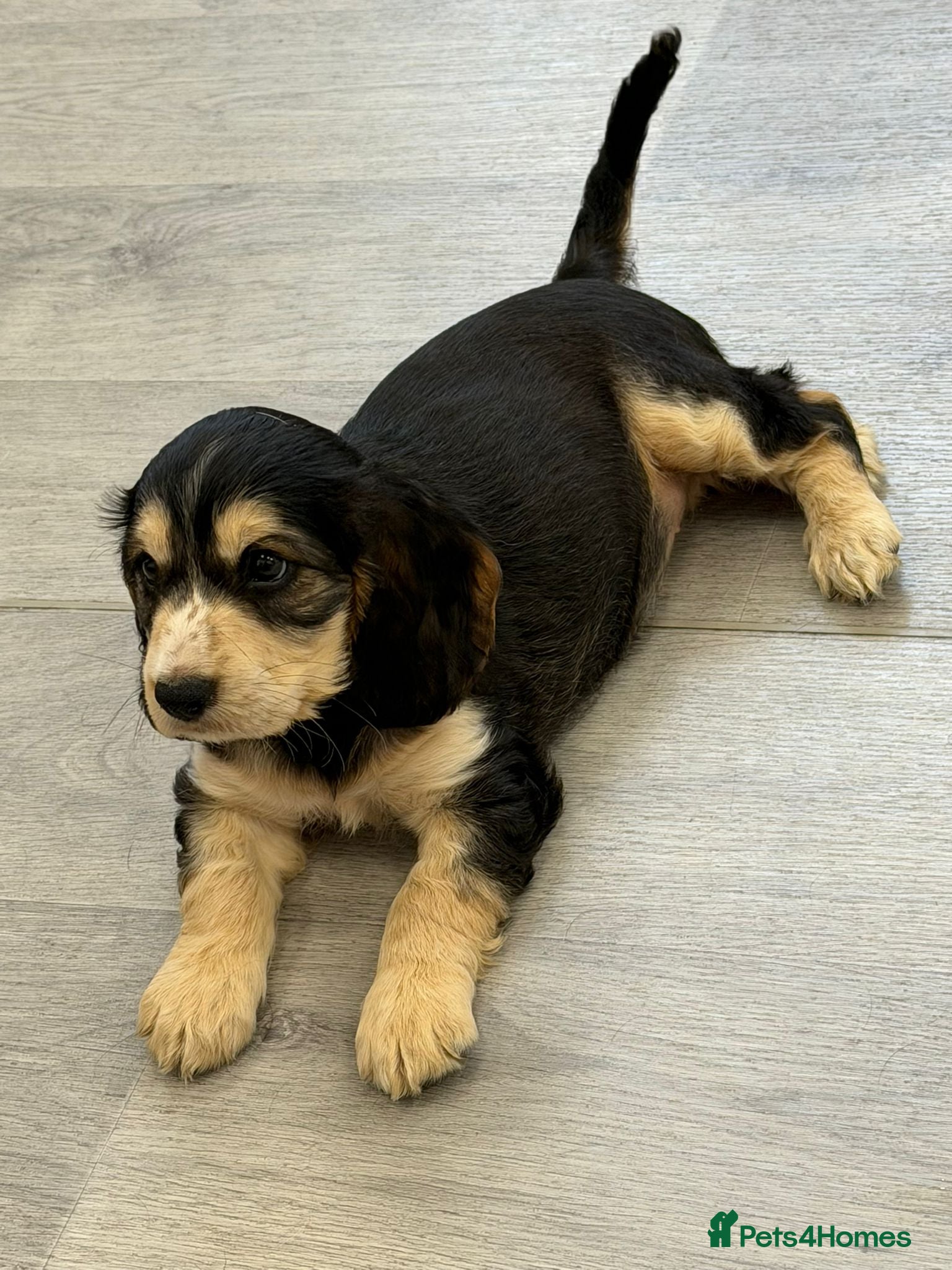 Cocker Spaniel dogs for sale: Beautiful Cocker spaniel puppies in Birmingham - Advert 5