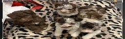 Miniature Schnauzer dogs for stud: KC CHOC/WHITE MIN SCHNAUZER BVA AND MAC CLEAR in Coventry - Advert 22