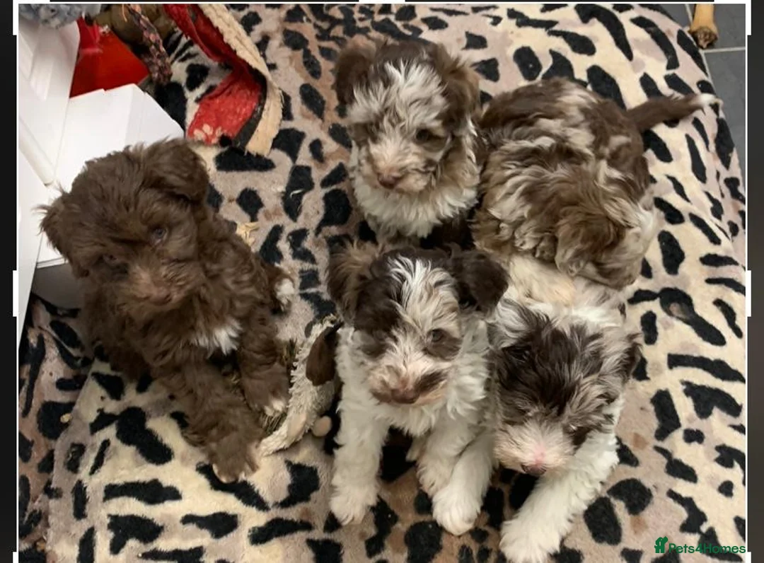 Miniature Schnauzer dogs for stud: KC CHOC/WHITE MIN SCHNAUZER BVA AND MAC CLEAR in Coventry - Advert 22