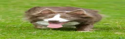 Border Collie dogs for stud: Exceptional Lilac & White DNA clear Border Collie in Saint Asaph - Advert 18