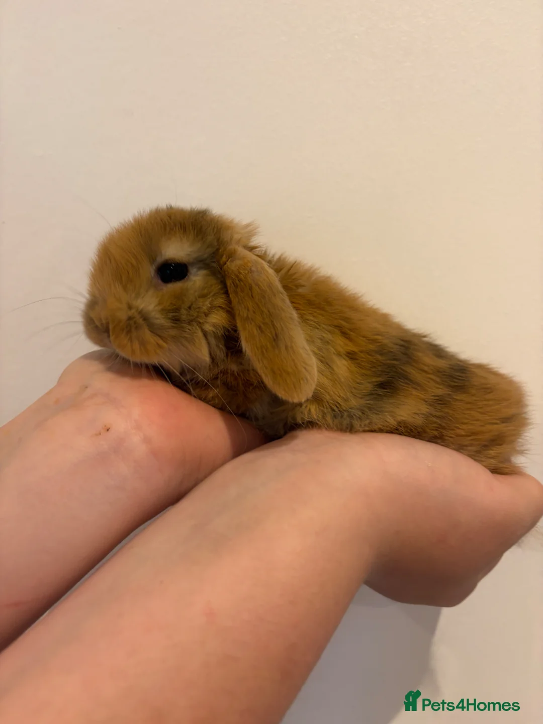 Mini Lop rabbits for sale: Mini Lop female Babies  - Advert 2