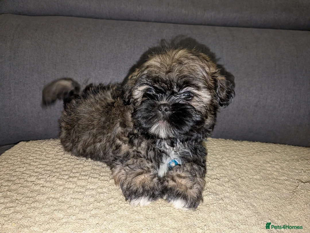 Lhasa Apso dogs for sale: 3 Beautiful beautiful Lhasa boys remaining 💙 - Advert 2