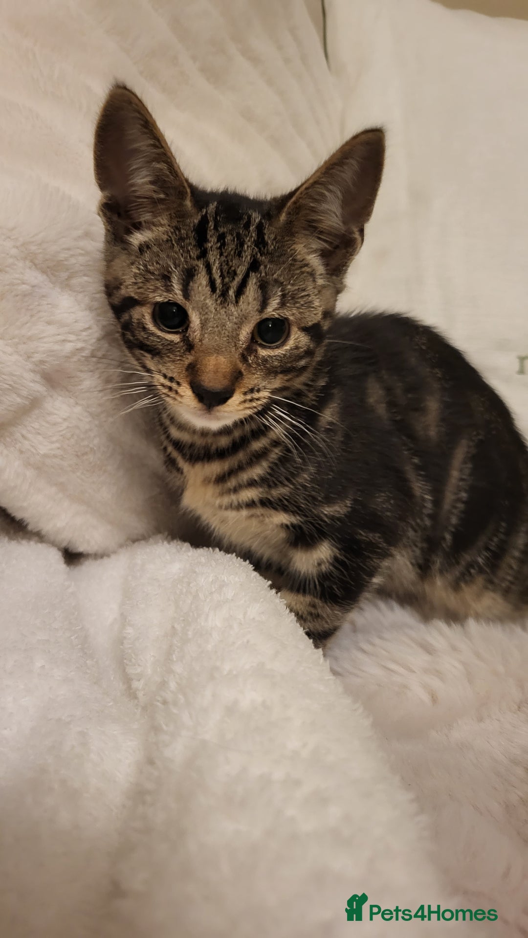 Mixed Breed cats for sale: Kittens READY NOW - Advert 26