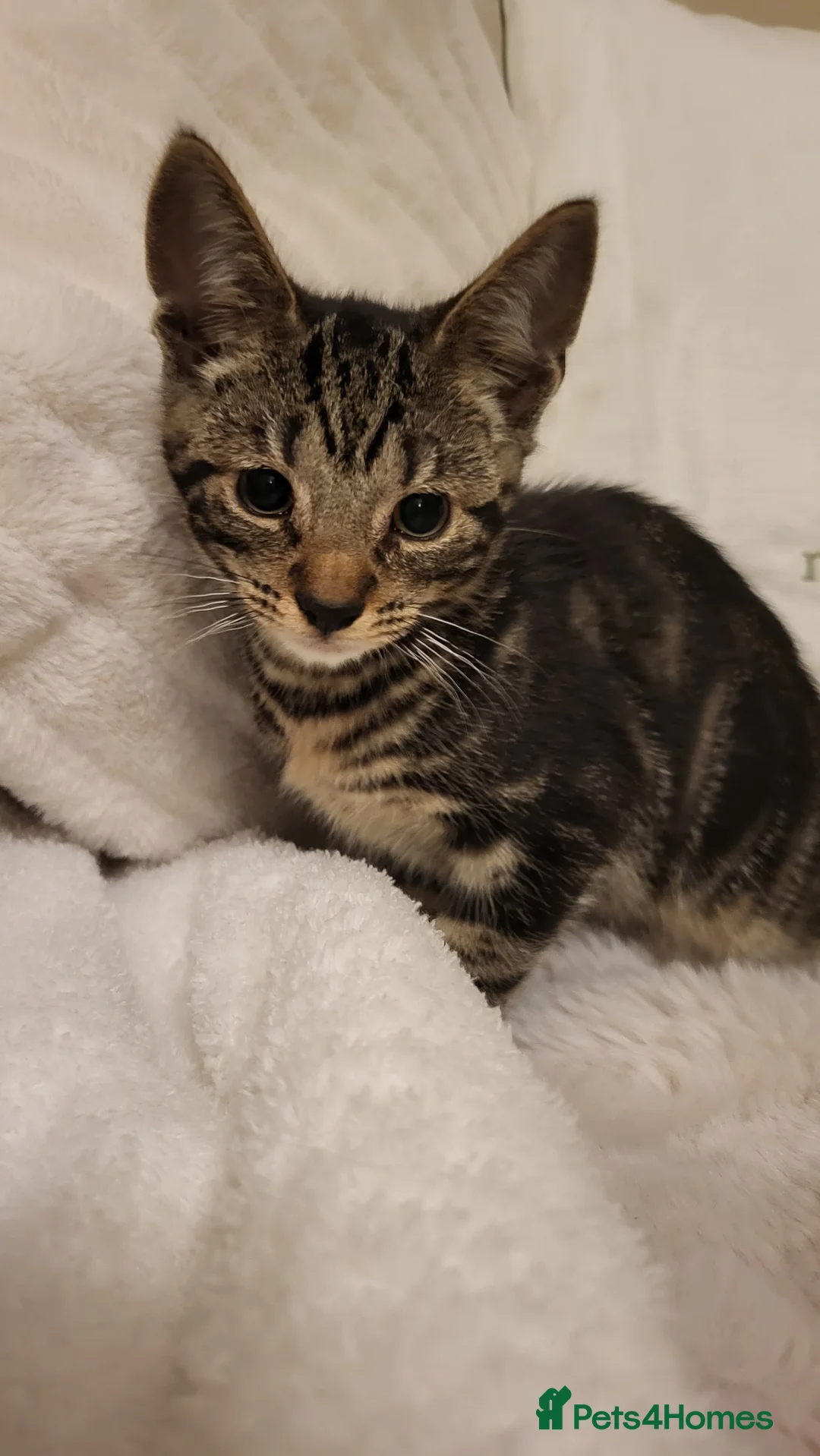 Mixed Breed cats for sale: Kittens READY NOW - Advert 26
