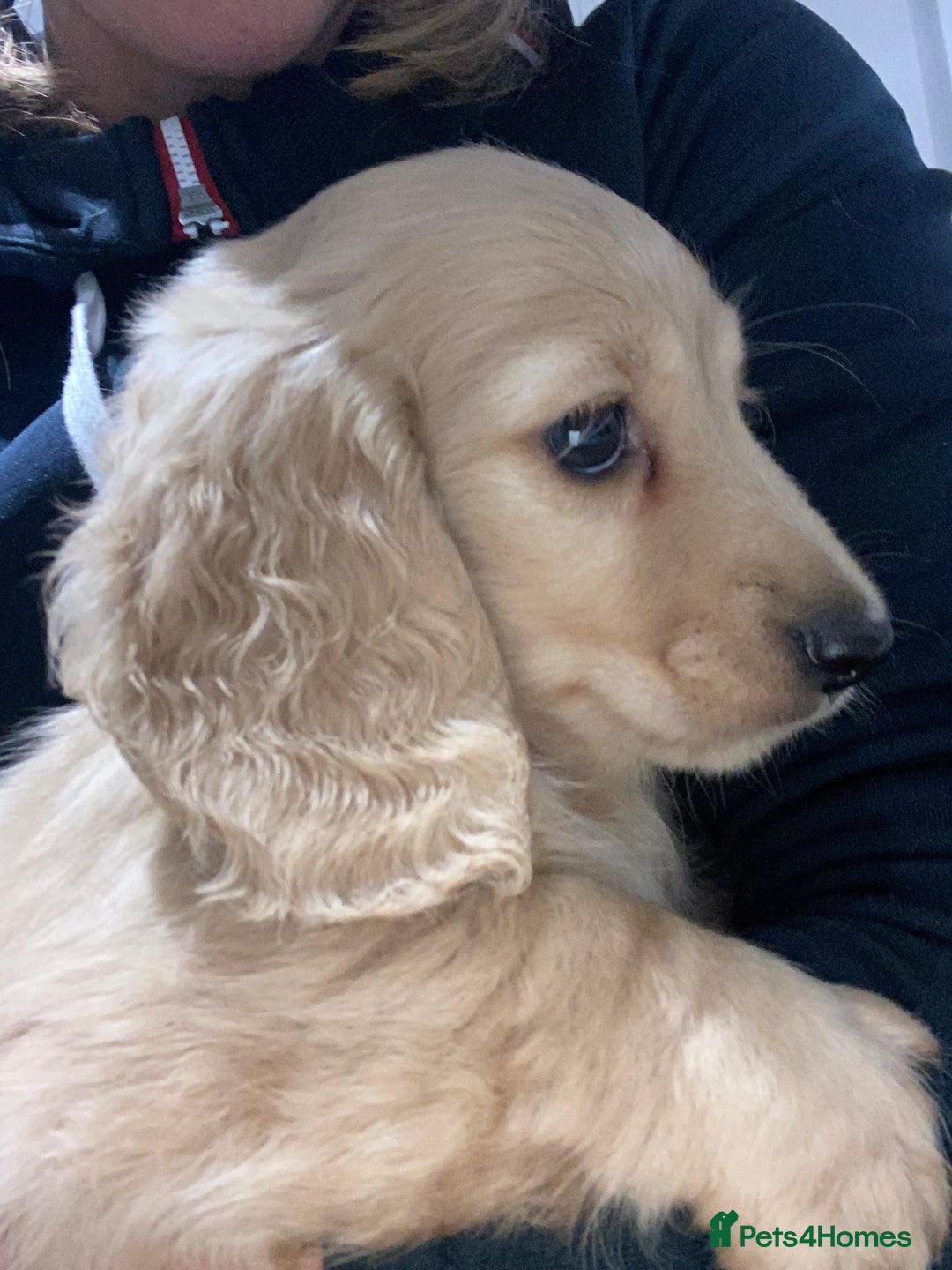 Miniature Dachshund dogs for stud: KC Reg• Cream Longhaired Stud• Fully Health Tested - Image 4
