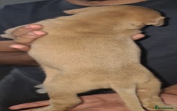 Mixed Breed dogs for sale: Top level Crossbreed pups - Image 5