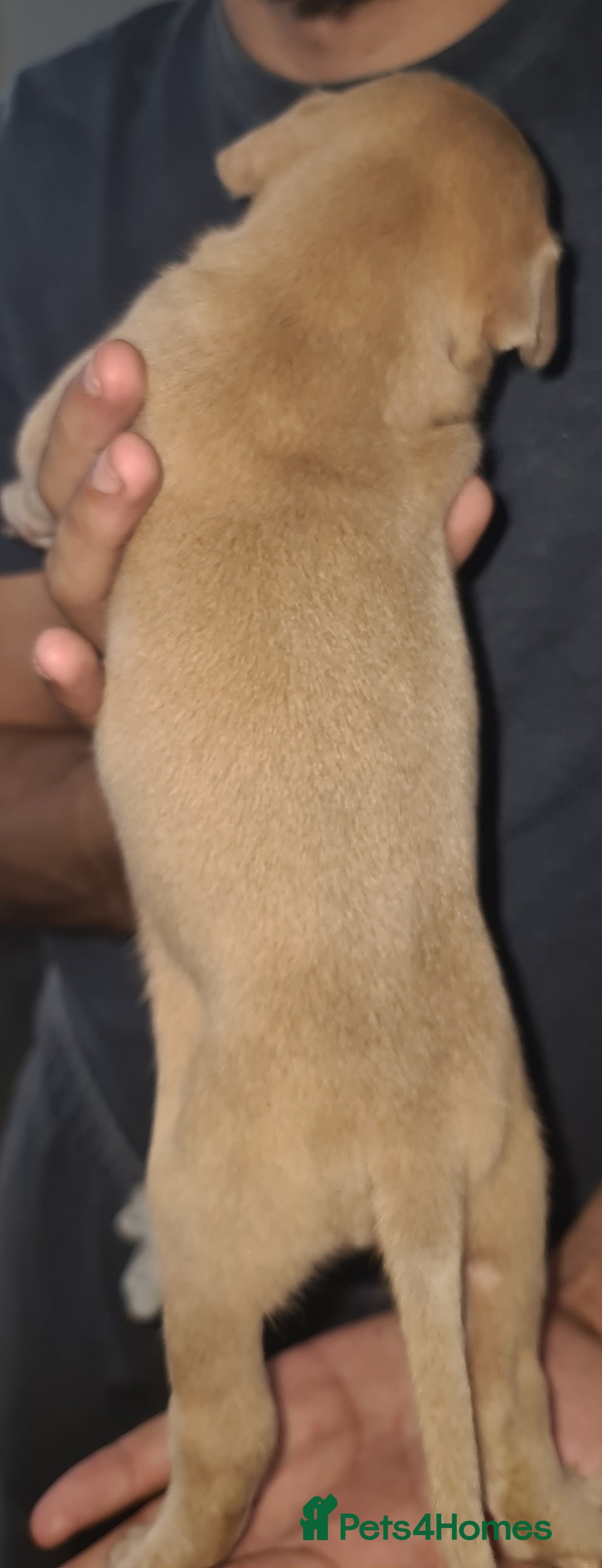 Mixed Breed dogs for sale: Top level Crossbreed pups - Image 5