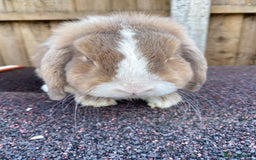 Mini Lop rabbits for sale: Mini lops  - Image 19