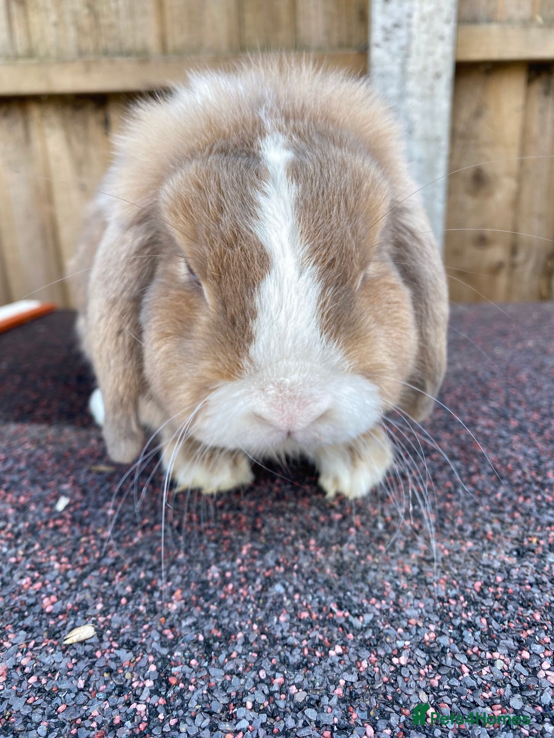 Mini Lop rabbits for sale: Mini lops  - Image 19