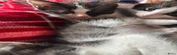 Ragdoll cats for sale: Ragdoll x kittens  - Advert 4
