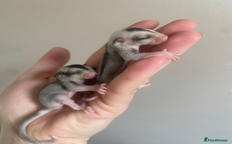 Sugar Glider rodents - Advert 12
