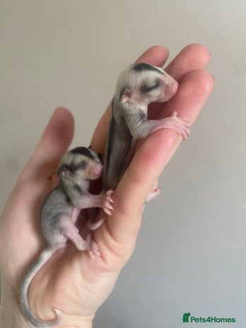 Sugar Glider rodents - Advert 12