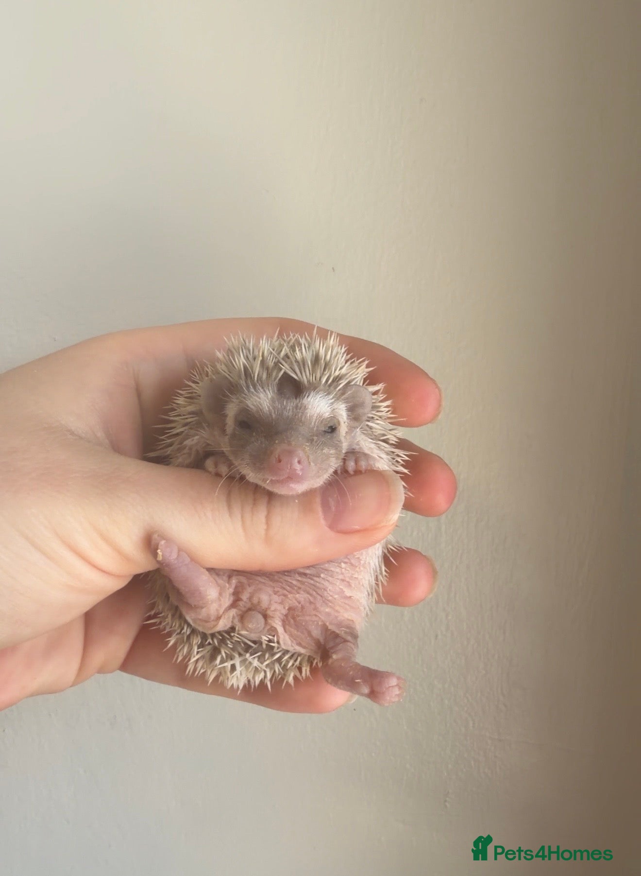 Pygmy Hedgehog rodents African Pygmy hedgehogs- litters in nest. - Advert 2