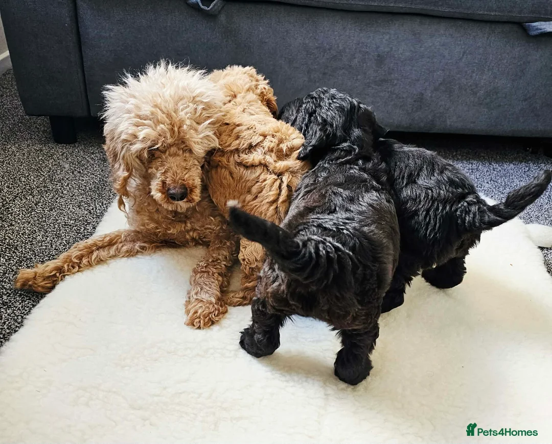 Cockapoo dogs for sale: F2 show cockapoo puppies 2 girls READY NOW - Advert 2