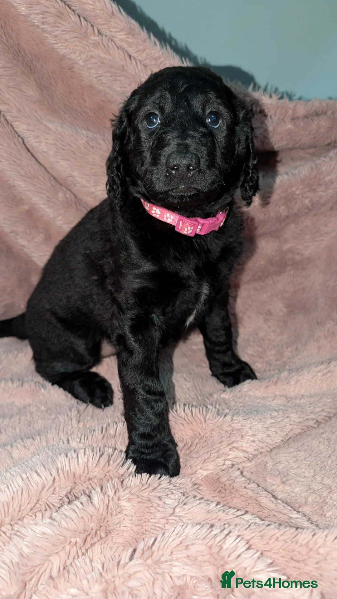 Labradoodle dogs for sale: 🐾 Labradoodle Puppies 🐾 - Advert 3