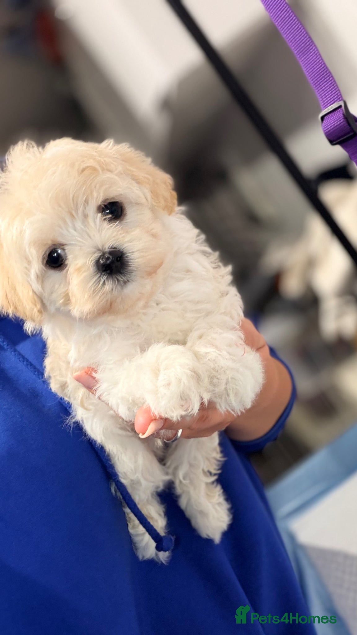 Maltipoo dogs Asian Toy Maltipoos  - Advert 9