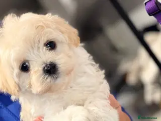 Maltipoo dogs Asian Toy Maltipoos - Advert 16