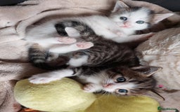 European cats for sale: Beautiful Kittens Looking for Loving Homes 🐾❤️ - Image 5