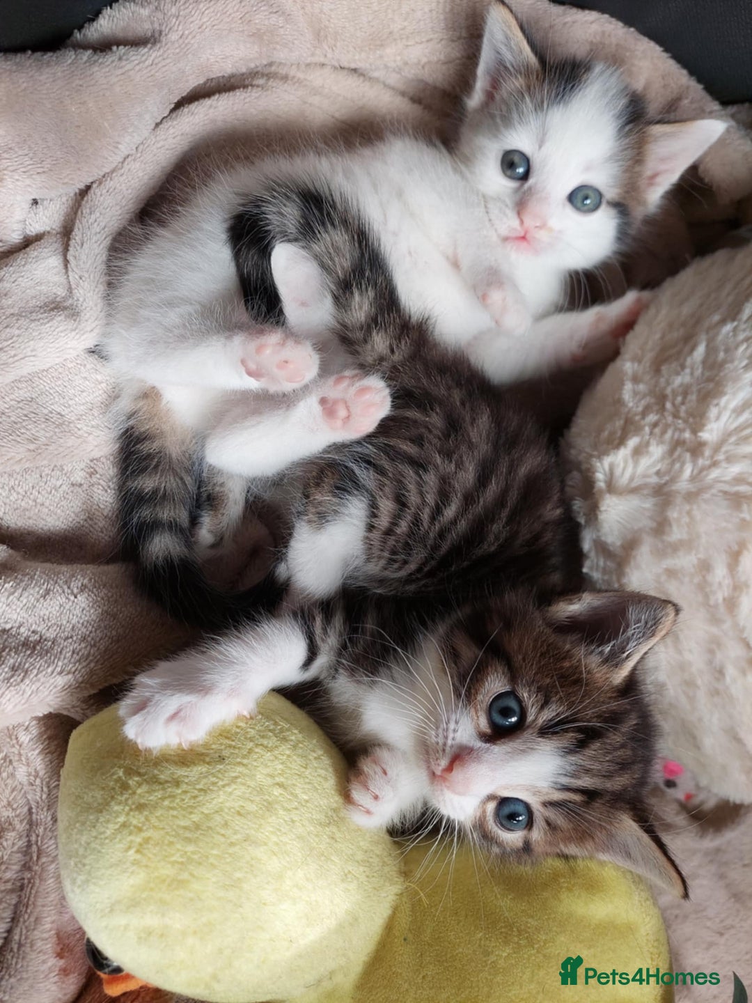 European cats for sale: Beautiful Kittens Looking for Loving Homes 🐾❤️ - Image 5
