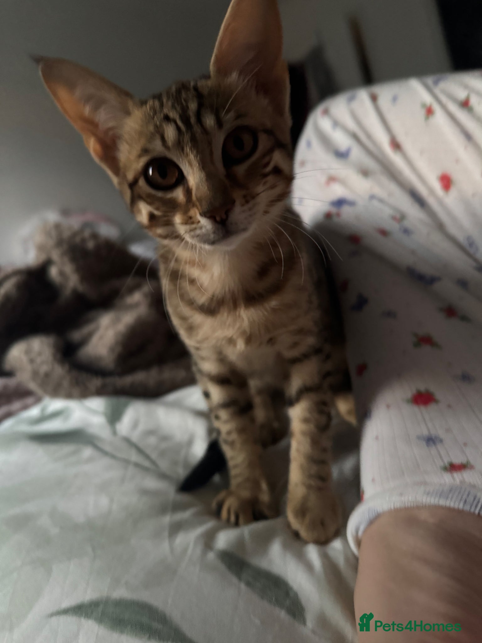 Savannah cats F6 Savannah kitten - Advert 5