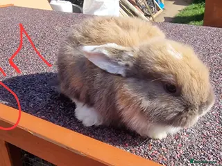 Mini Lop rabbits Mini lops - Advert 18