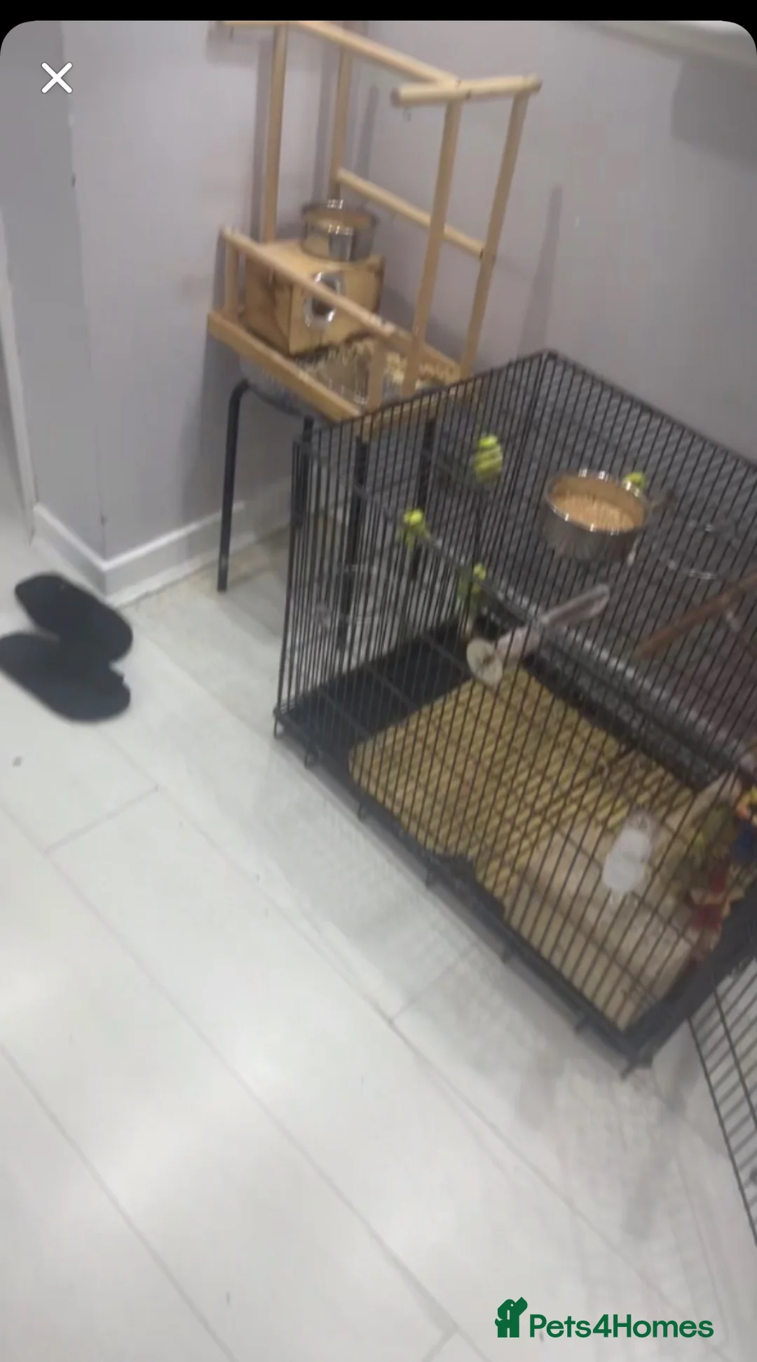 Budgerigars birds for sale: budgies for sale - Advert 2