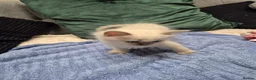 Ragdoll cats for sale: GCCF Ragdolls kittens FOR SALE - Advert 2