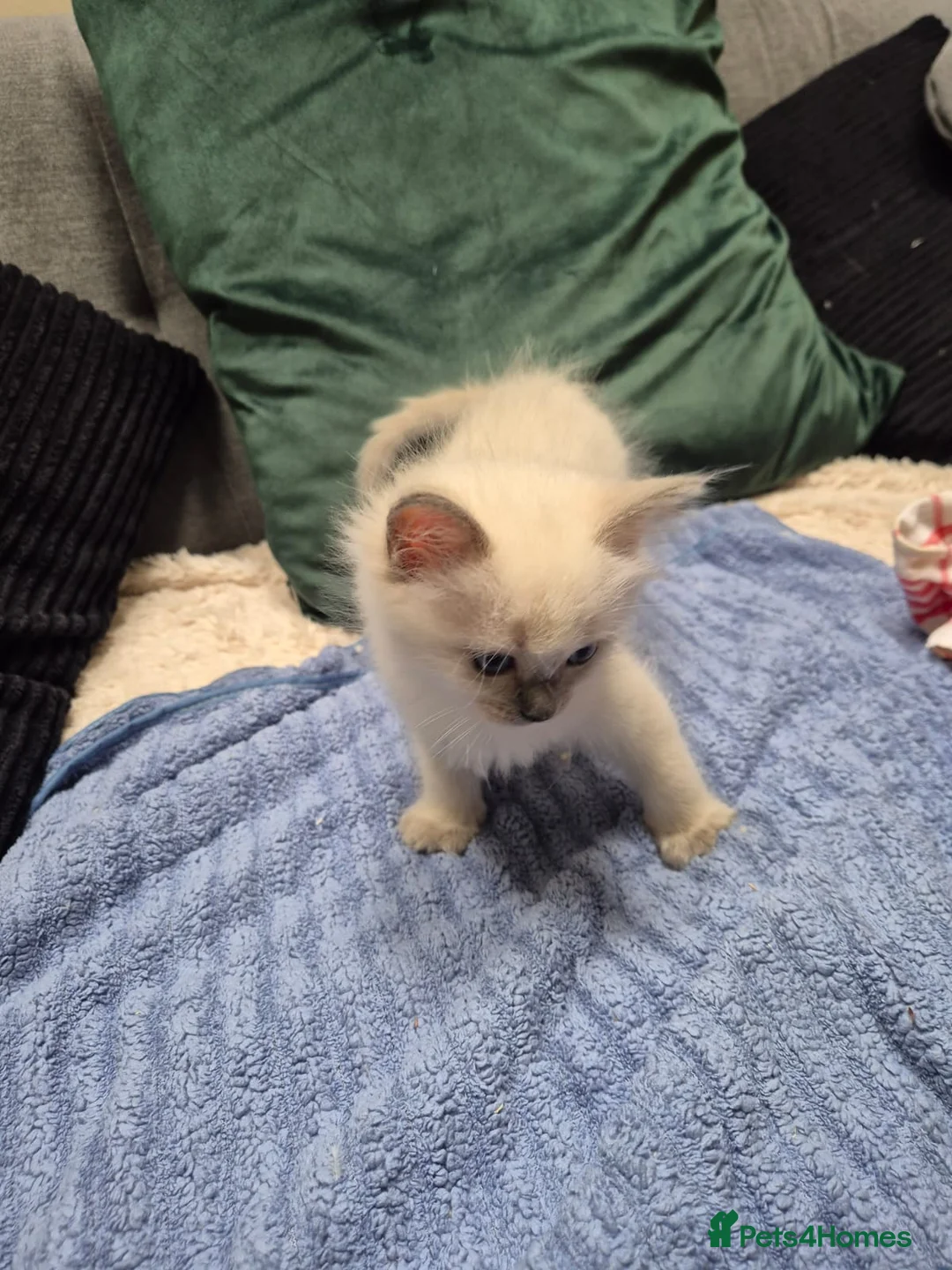 Ragdoll cats for sale: GCCF Ragdolls kittens FOR SALE - Advert 2