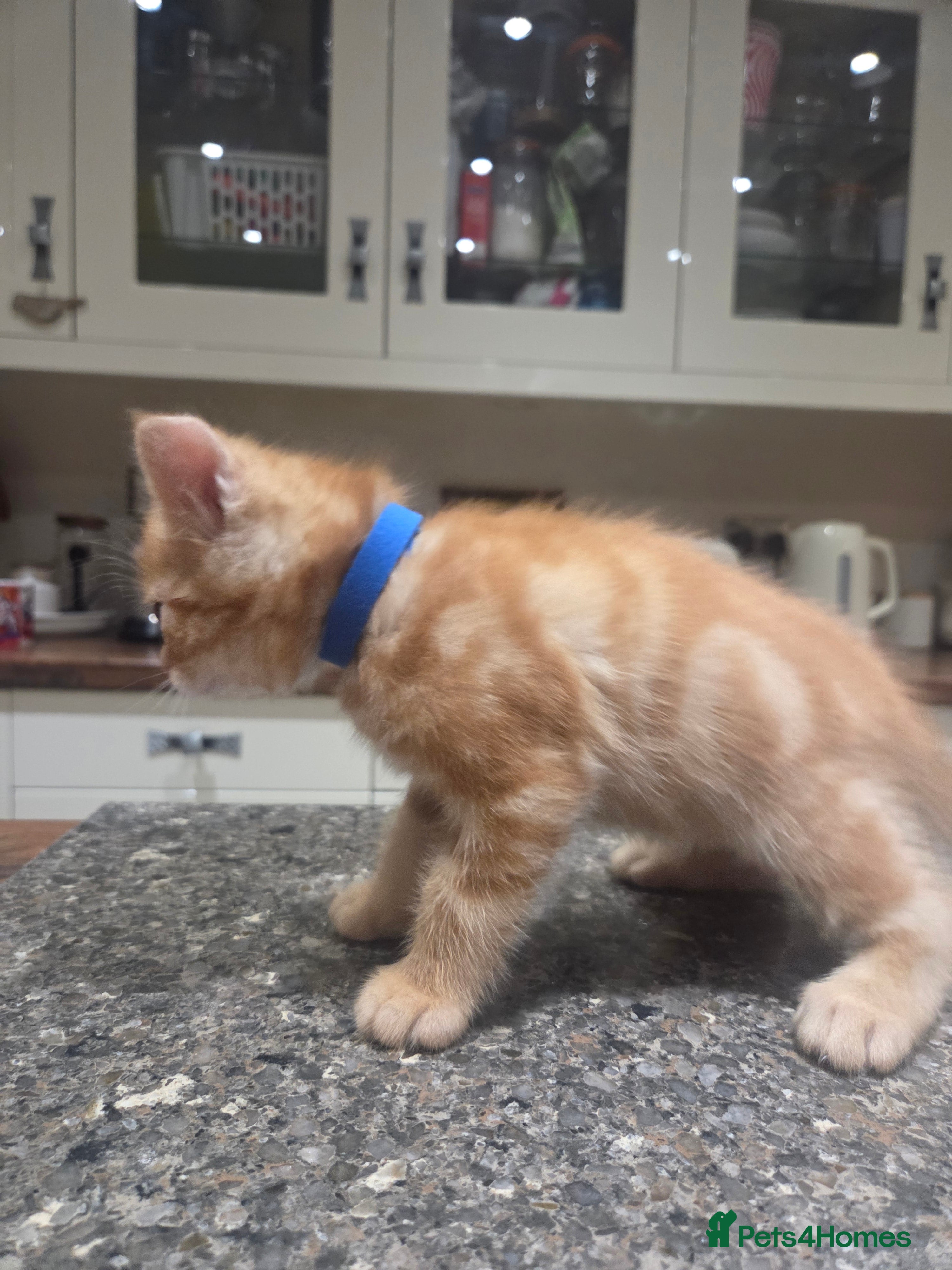 Persian cats for sale: Persian Cross tabby kittens for sale  in Warminster - Advert 16